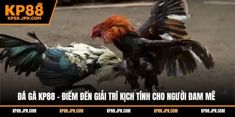 da-ga-kp88-diem-den-giai-tri-kich-tinh-cho-nguoi-dam-me